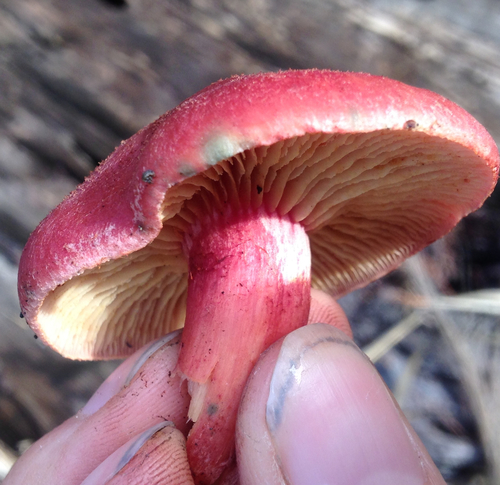 Yellow-gilled Gymnopilus