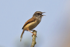 Prinia rufescens