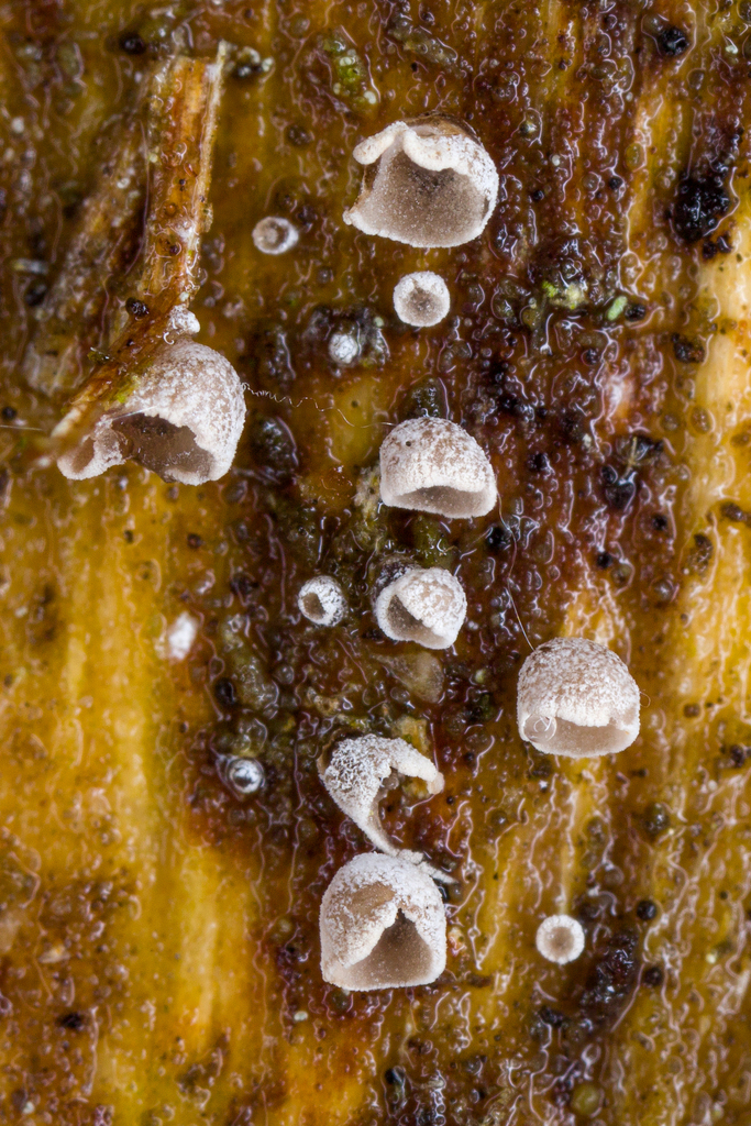 Resupinatus taxi