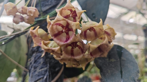 Hoya archboldiana C.Norman 3