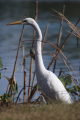 Ardea alba