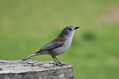 Grey Shrikethrush photo 3