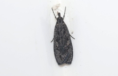 Scoparia anthracias