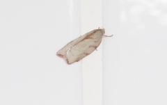 Euchaetis inceptella
