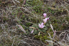 Oxalis enneaphylla