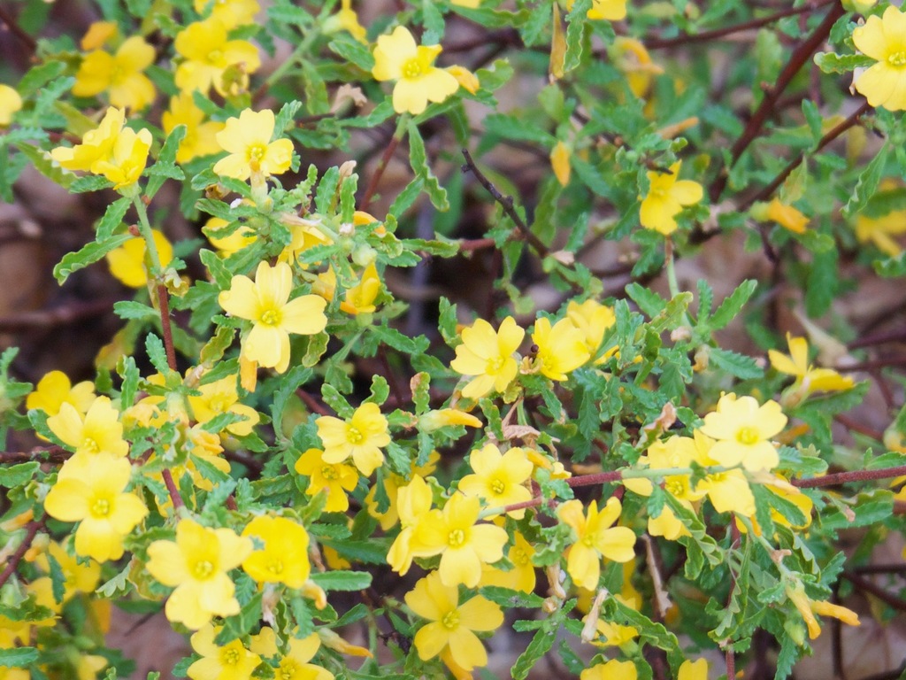 Damiana (Turnera diffusa)  iNaturalist