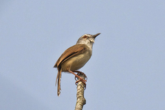 Prinia rufescens
