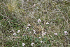 Valeriana carnosa