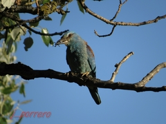 Coracias garrulus garrulus