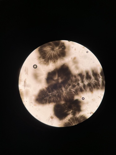 Batrachospermum observed 2023-06-16
