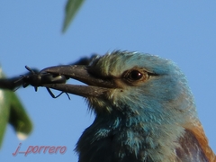 Coracias garrulus garrulus