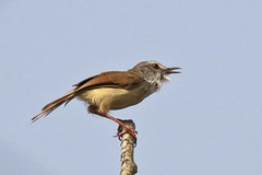 Prinia rufescens