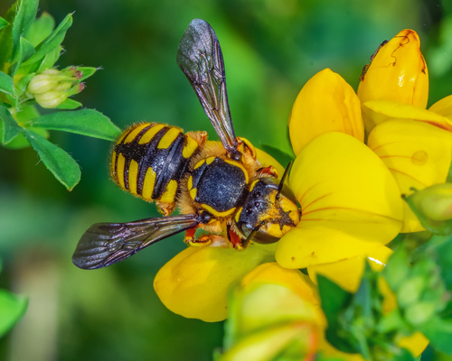 European Woolcarder Bee, photo 2 of 10