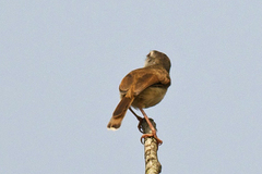 Prinia rufescens