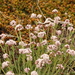 Valeriana carnosa - Photo (c) Paul Prior, algunos derechos reservados (CC BY), subido por Paul Prior