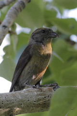 Loxia curvirostra minor