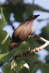 Loxia curvirostra minor