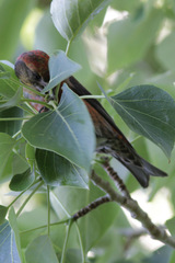 Loxia curvirostra minor