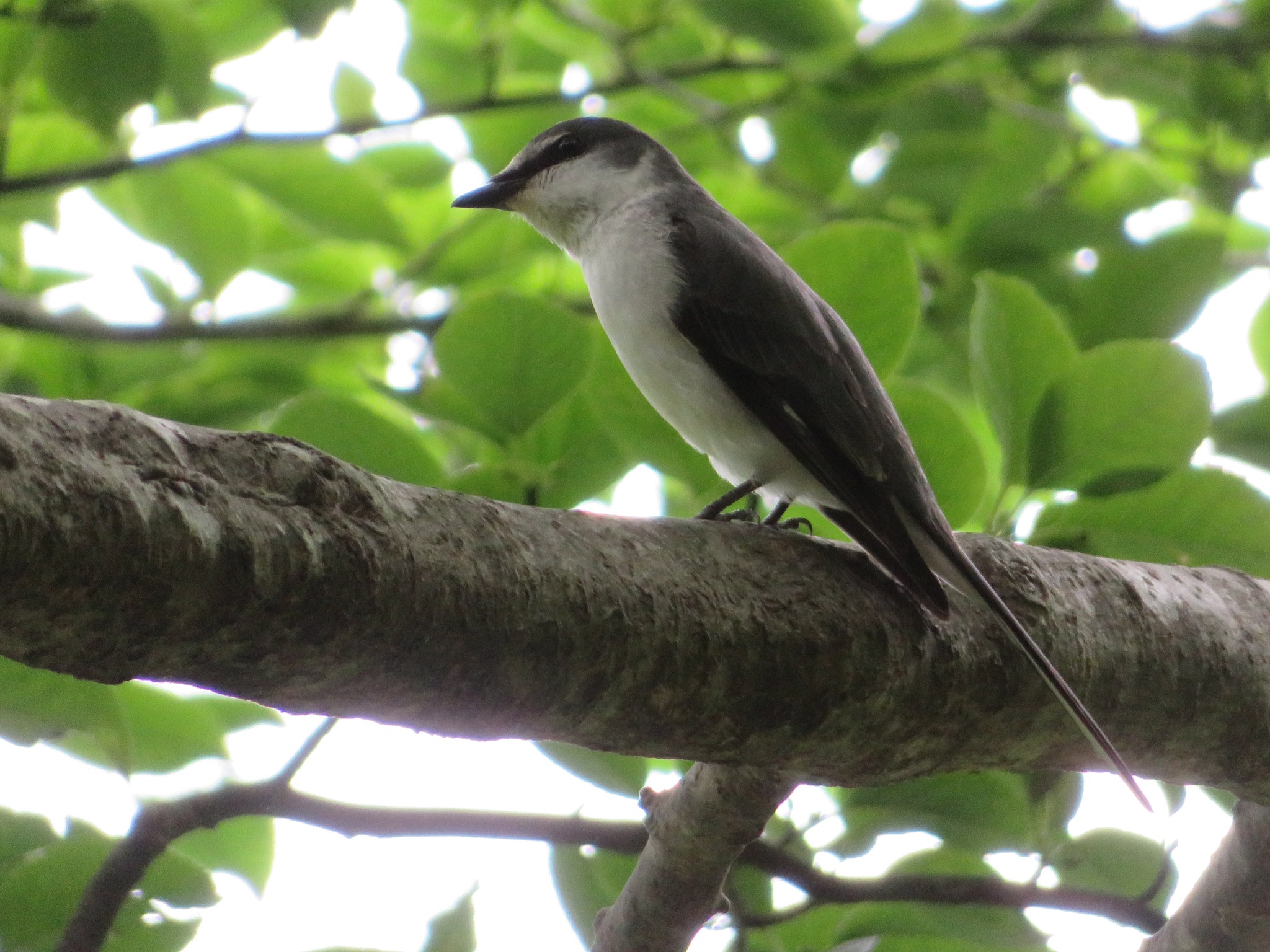 Ashy Minivet (Pericrocotus divaricatus)