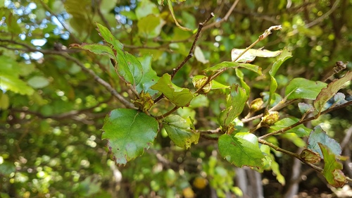 Red beech (Nothofagus fusca)