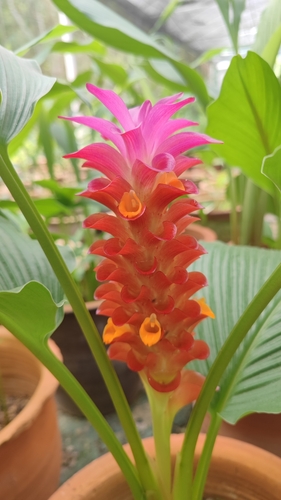 Curcuma aurantiaca