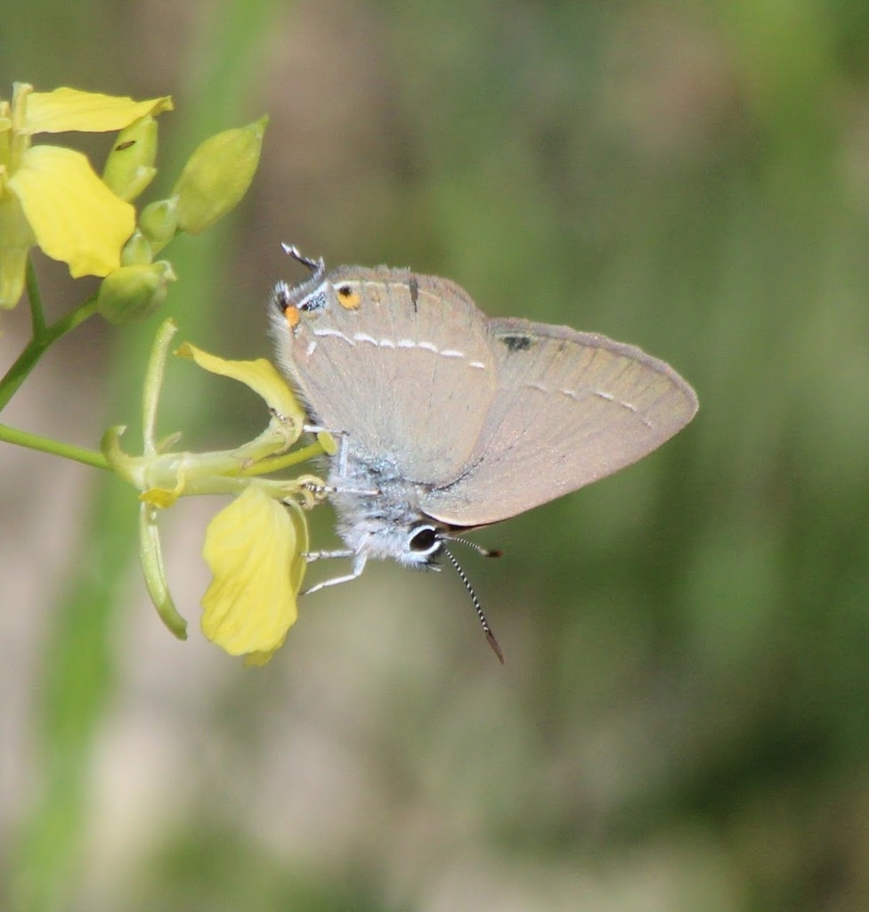 Satyrium abdominalis