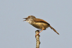 Prinia rufescens