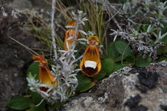 Calceolaria uniflora