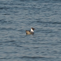 Chroicocephalus ridibundus