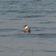 Chroicocephalus ridibundus