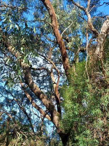 Image of Creswick Apple-Box (Eucalyptus aromaphloia) by (c) Peter Crowcroft, some rights reserved (CC BY)