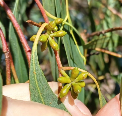 Image of Creswick Apple-Box (Eucalyptus aromaphloia) by (c) Peter Crowcroft, some rights reserved (CC BY)