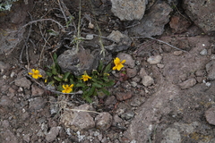 Viola maculata