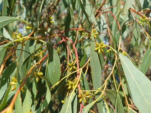 Image of Creswick Apple-Box (Eucalyptus aromaphloia) by (c) Peter Crowcroft, some rights reserved (CC BY)
