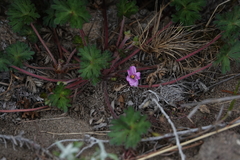 Geranium magellanicum
