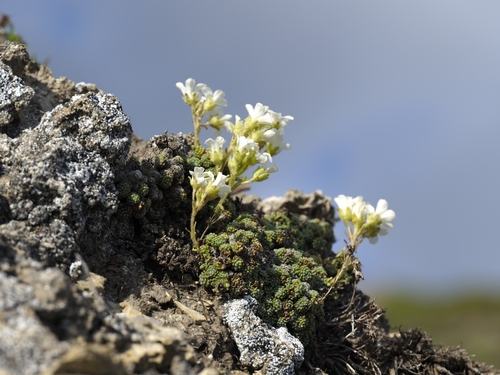 Image of Saxifraga diapensioides by (c) Thierry Arbault, some rights reserved (CC BY)