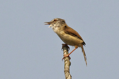 Prinia rufescens