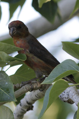 Loxia curvirostra minor