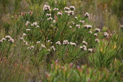 Leucospermum bolusii