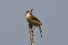 Prinia rufescens