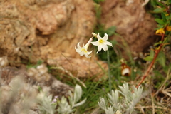 Olsynium biflorum