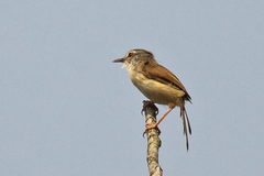 Prinia rufescens
