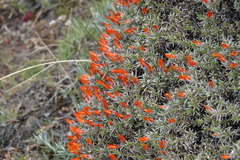 Anarthrophyllum desideratum