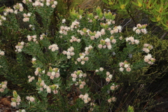 Leucospermum bolusii
