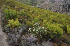 Leucospermum bolusii