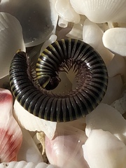 Rhinocricidae