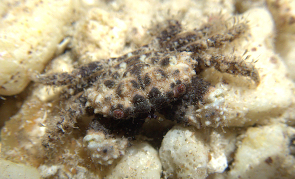 Cyclodius granulosus