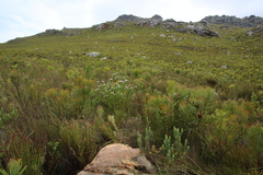 Leucospermum bolusii