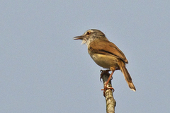 Prinia rufescens