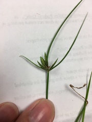 Cyperus compressus image